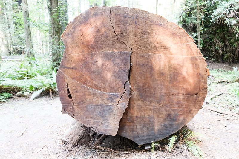 20150822_153700 RX100M4.jpg - Redwood stump